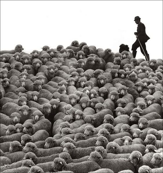 پرونده:A-flock-of-sheep.jpg